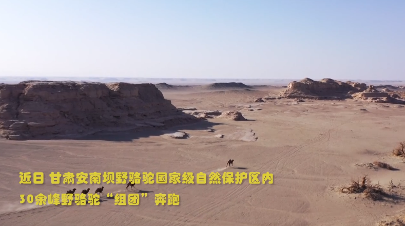 【视频】甘肃：野骆驼“组团”奔跑