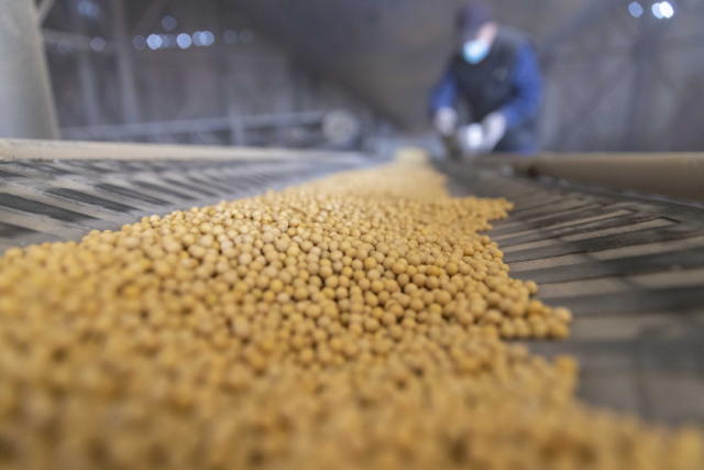 大豆价格稳中偏弱，期货助力扩种稳收