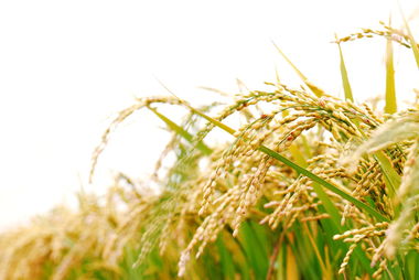 广西实施水稻增密增穗三年行动 为粮油等