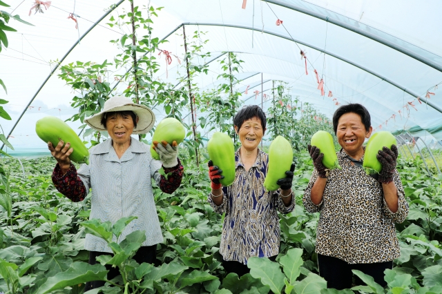 安徽颍东：因地制宜发展大棚蔬菜
