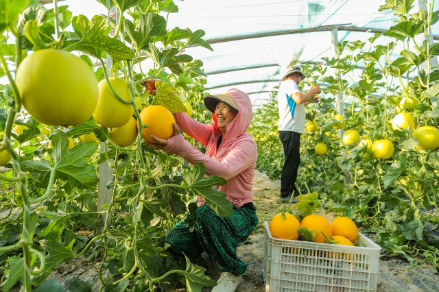 河南宁陵：推广温室大棚种植优质果蔬