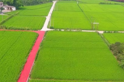 湖北省出台绿色农田建设示范指导意见