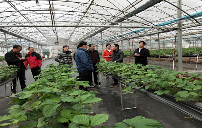 鹤城区农业农村局下乡开展草莓种植技术指导工作