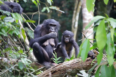 野生倭黑猩猩跨群收养事件首次发现
