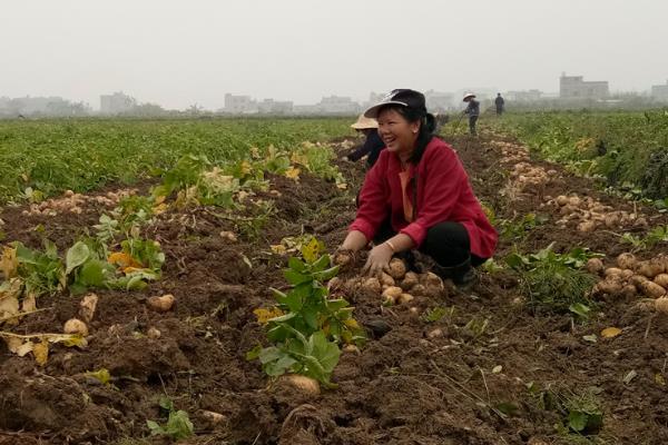 广西灵山县：六千亩马铃薯喜迎丰收