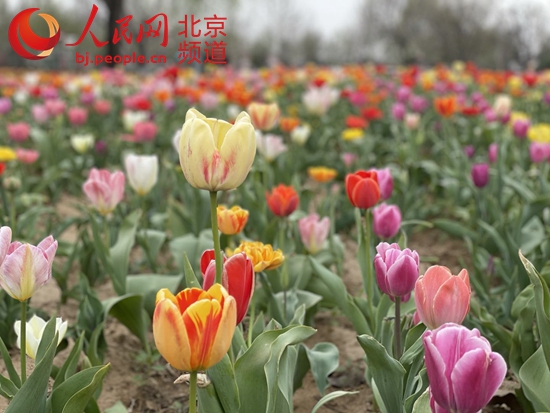 北京郁金香文化节启动四大园区百余种郁金香邀您“打卡”