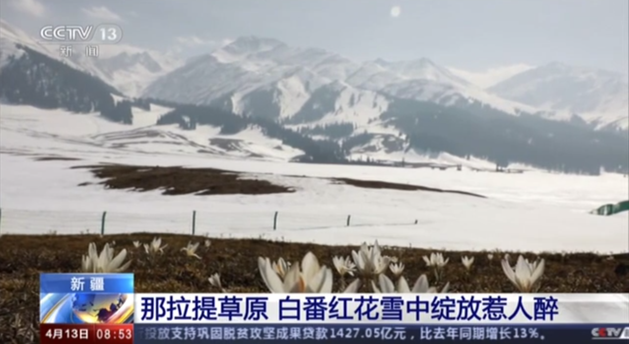 新疆：那拉提草原 白番红花雪中绽放惹人