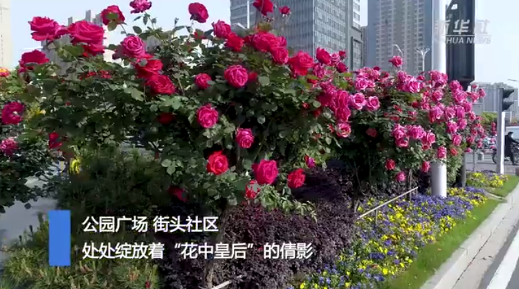 【“飞阅”中国】安徽阜阳：月季花开艳