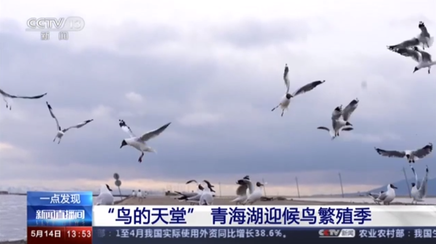 “鸟的天堂” 青海湖迎候鸟繁殖季