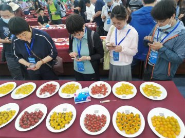 京津冀鲜食番茄和黄瓜擂台赛举办