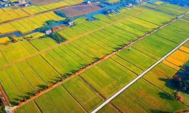 中国农业产业发展报告2021多角度剖析中国三大主粮竞争力