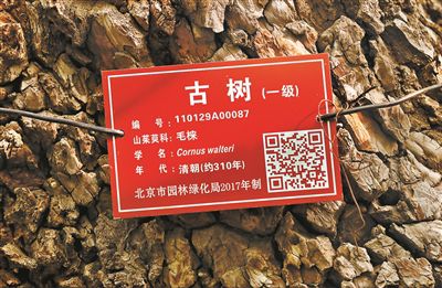 北京唯一“毛梾古树”迎来盛花期专家估算树龄约310年