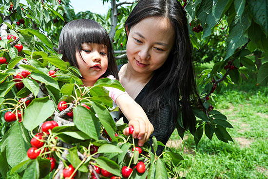 自然成熟京西南长阳农场近20个品种的樱桃进入最佳采摘期