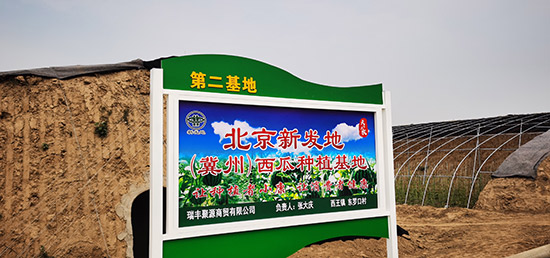 打造京城“南菜园”新发地商户组团在冀州区发展种植基地