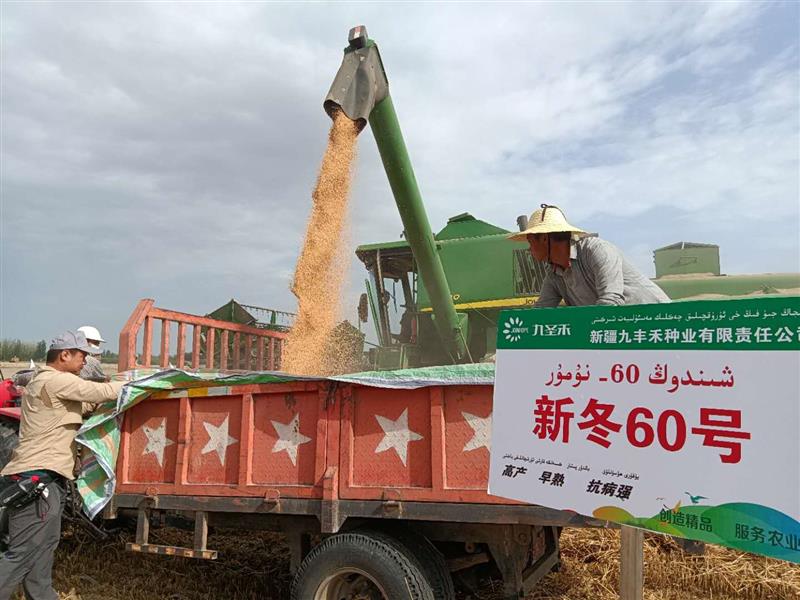 新冬60号再创南疆小麦单产最高纪录