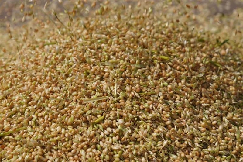 内蒙古河套灌区76万亩春小麦开镰收割