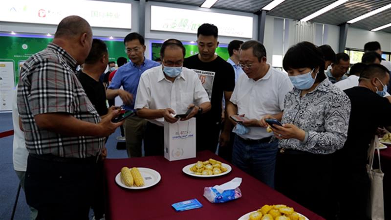 86个鲜食玉米品种亮相第七届北京鲜食玉米节