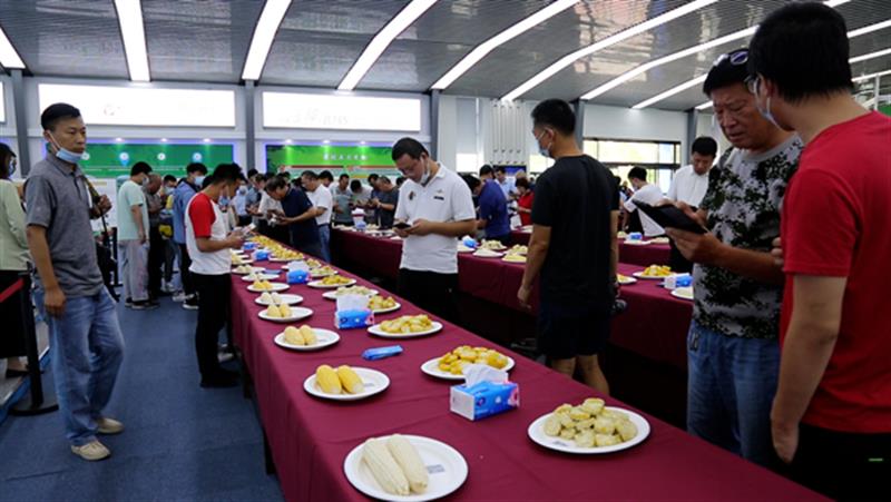 86个鲜食玉米品种亮相第七届北京鲜食玉米节