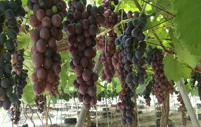 天津乐农合作社有片美丽的葡萄园