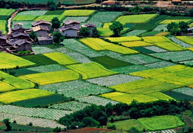 构建具有中国特色的农业社会化服务体系意义重大