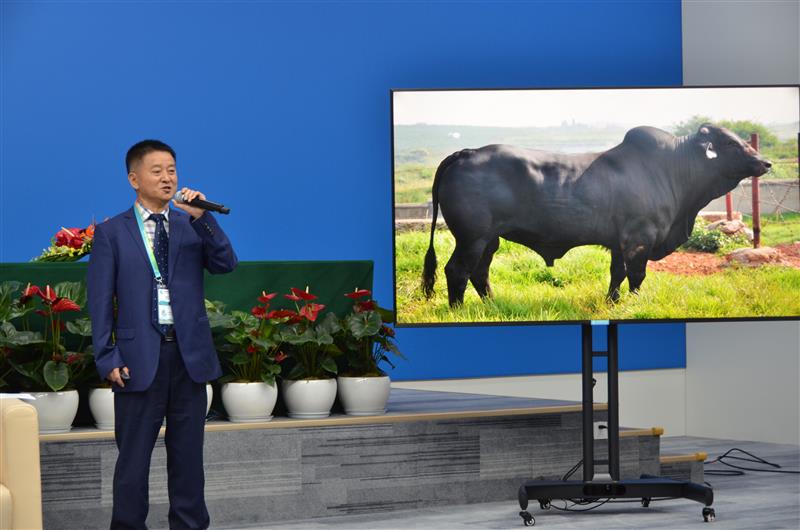 COP15·生物多样性与农业丨云南省草地动物科学研究院院长黄必志：让高品质的“云岭牛”牛肉走进千家万户