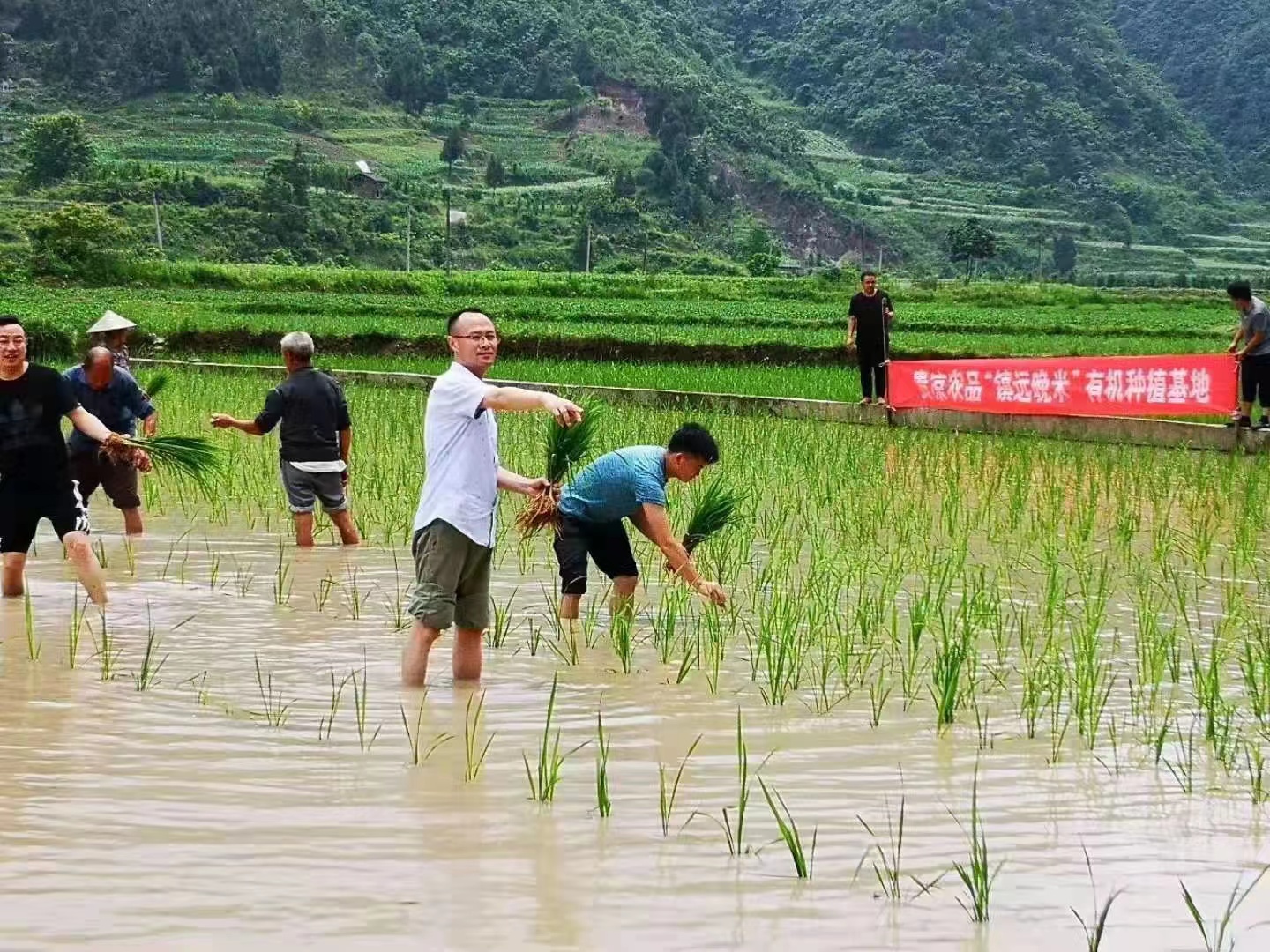 今年，贵州镇远晚米喜获丰收 目前已经投放市场销售！