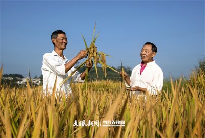 增收有“稻”，发展有路！贵州省黔西市解放村农旅融合双增收