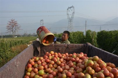 云南元江：蕃茄获丰收 “映红”致富路