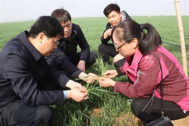 陕西大荔：强力推进小麦科技壮苗行动