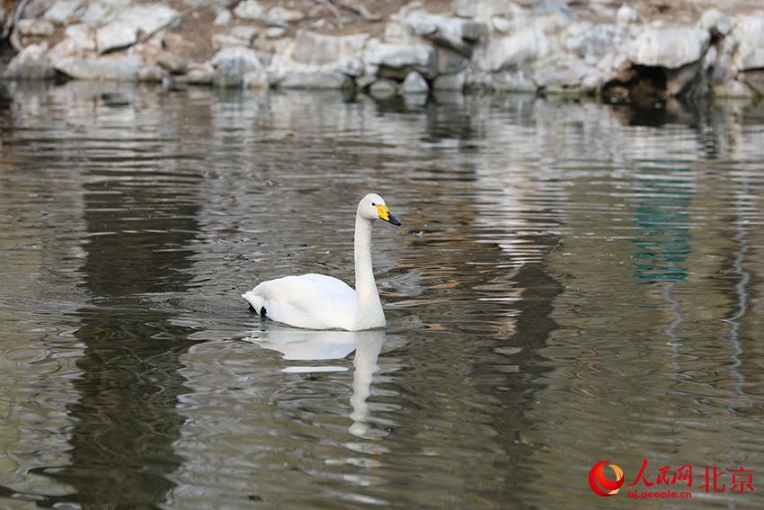 北京动物园水禽湖上，水鸟游弋其中，传递春的消息。人民网 尹星云摄