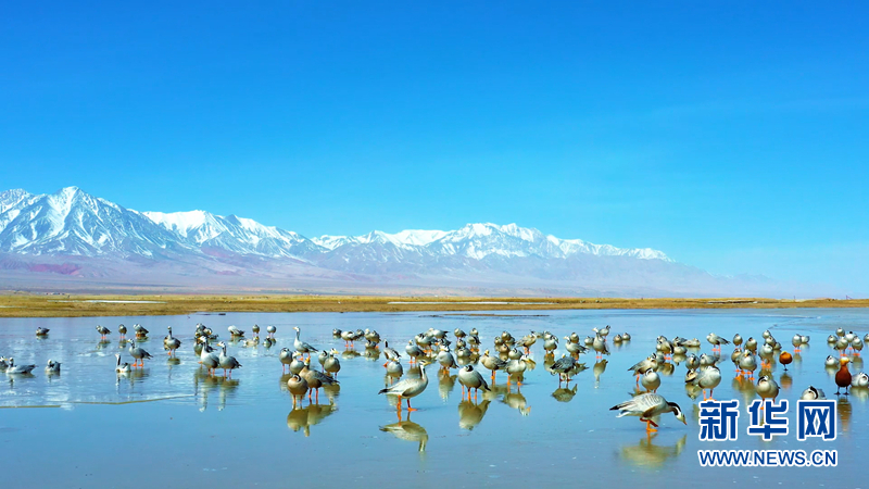 【“飞阅”中国】舞姿翩跹！大批候鸟“打卡”盐池湾湿地