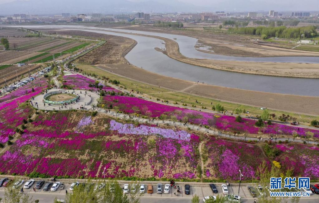 【“飞阅”中国】航拍春日汾河湿地 姹紫嫣红开遍