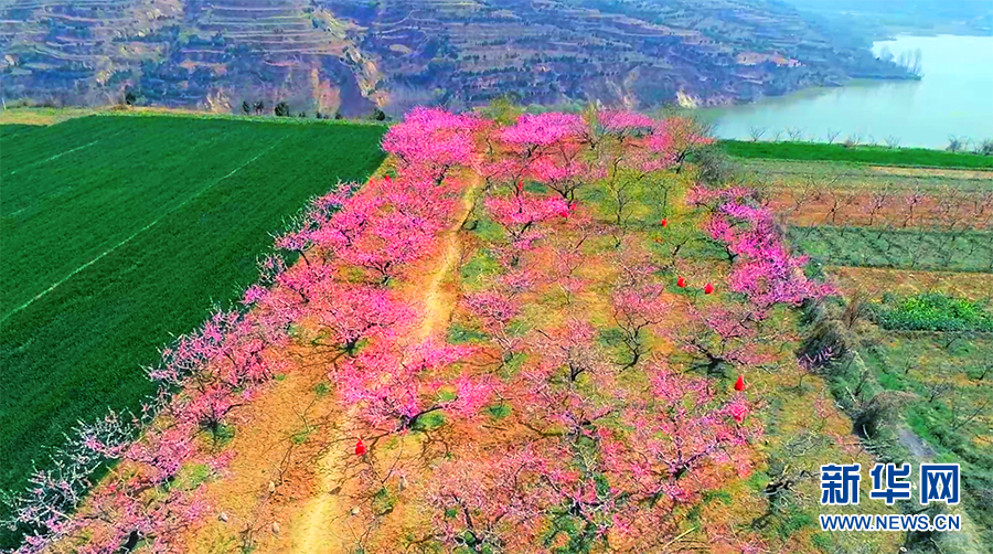 【“飞阅”中国】桃花朵朵开 乡村振兴画