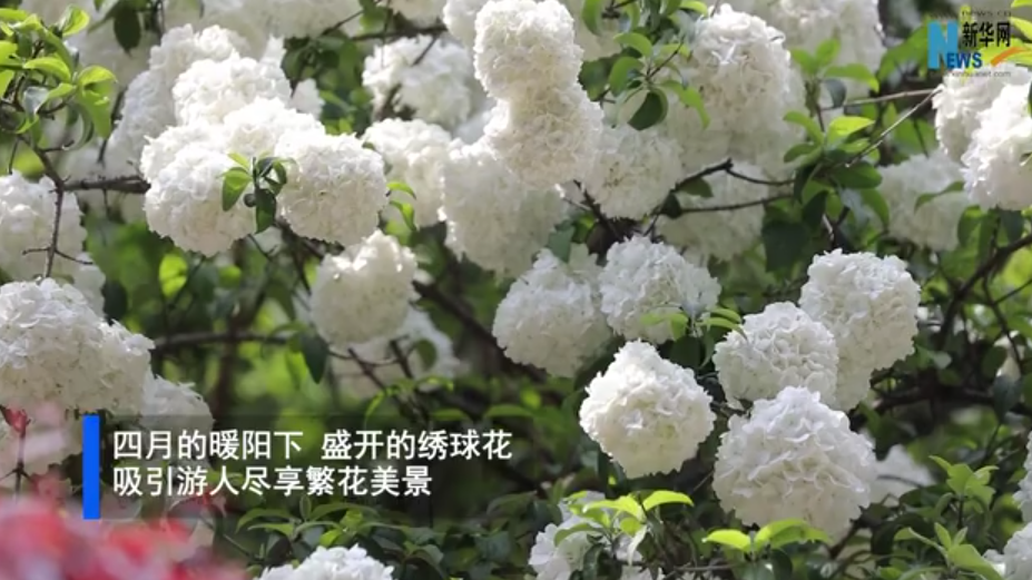 【“飞阅”中国】春有约，花不误，绣球花簇玉团团