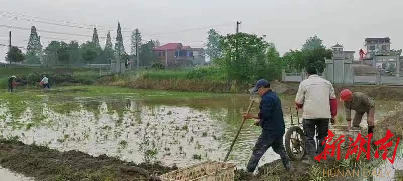 陈应征的“种粮三步曲”