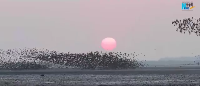 【“飞阅”中国】壮观！百万只候鸟飞临鸭绿江口湿地
