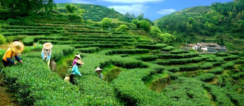 联合国粮农组织认定中国三项全球重要农