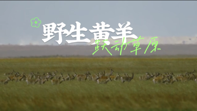 【“飞阅”中国】野生黄羊 跃动草原
