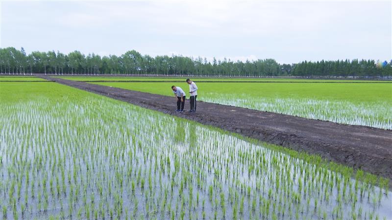 洪河农场有限公司跟踪温汤浸种技术提升水稻品质