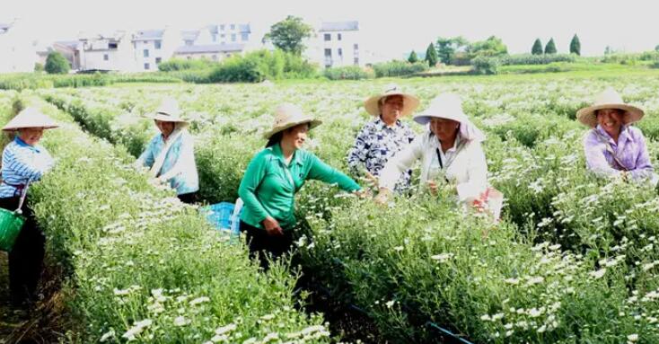 歙县：乡村妇女在家庭农场挣工资
