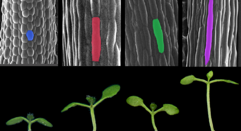光和温度影响植物生长奥秘揭开，新发现有助开发抵御气变的更好作物