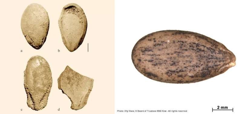 科学家为6000年前西瓜籽测序，迄今最古老的植物基因组破译
