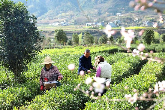陕西平利：走出“因茶致富、因茶兴业”的产业兴旺之路