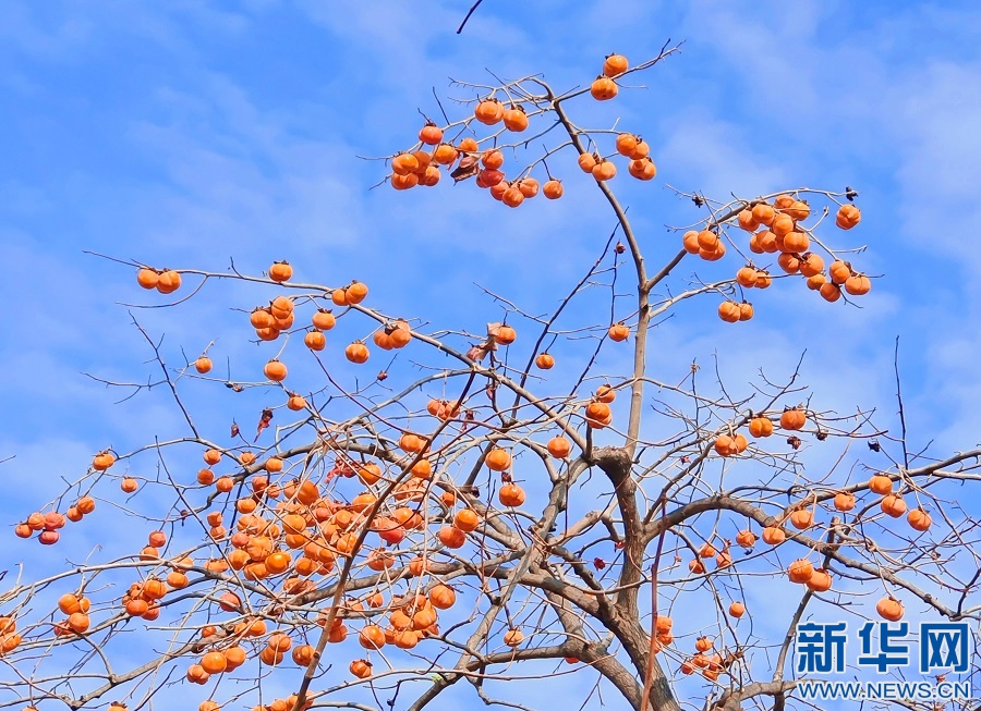 江西南昌：银杏金黄枫叶红 柿子累累挂枝头