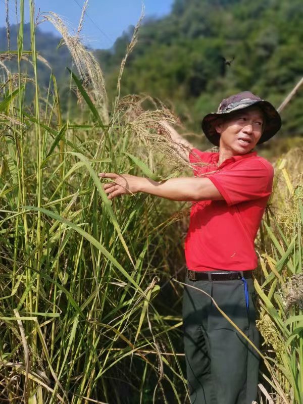 肇庆野谷稻种试验获得成功