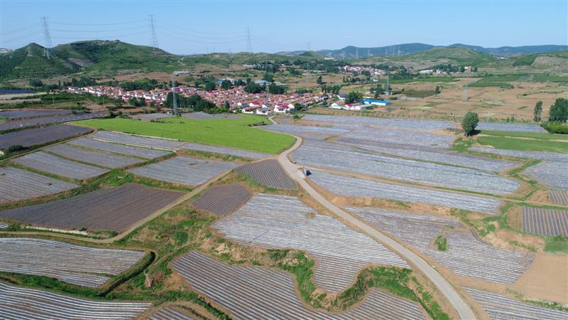 山东临朐县架起产业“连心桥” 拓宽桥沟“致富路”