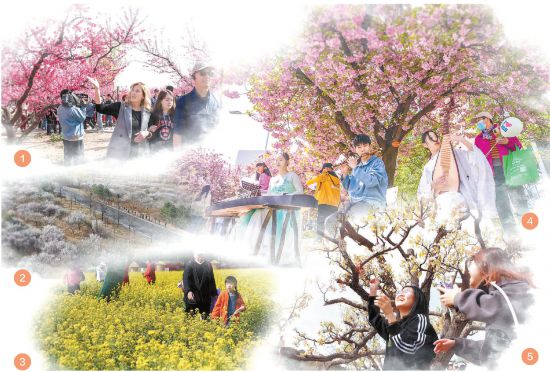 桃花、杏花、樱花、梨花、油菜花……春天里，京郊处处花盛开