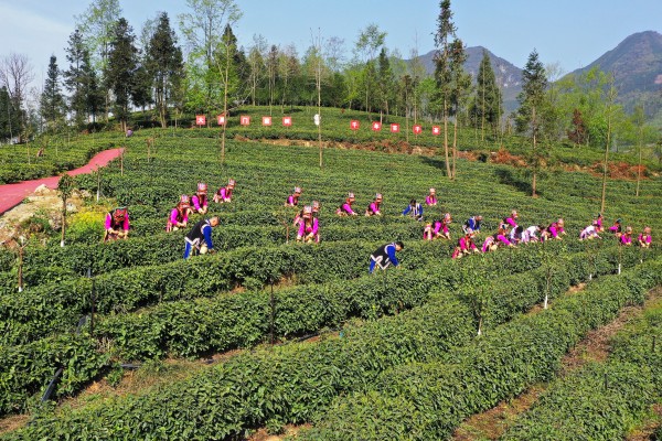 政协提案助力茶产业高质量发展 北川“小茶叶”变成富民兴农的“大产业”