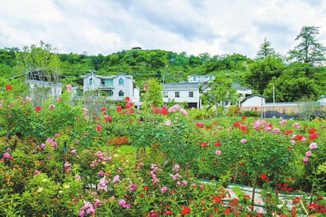 富民兴村：对四川攀枝花市共同富裕试验区建设的蹲点调研