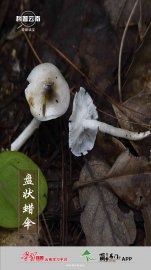 科普云南 | 奇菌滇宝·盘状蜡伞